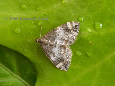 common marbled carpet (Chloroclysta truncata) Kenneth Noble